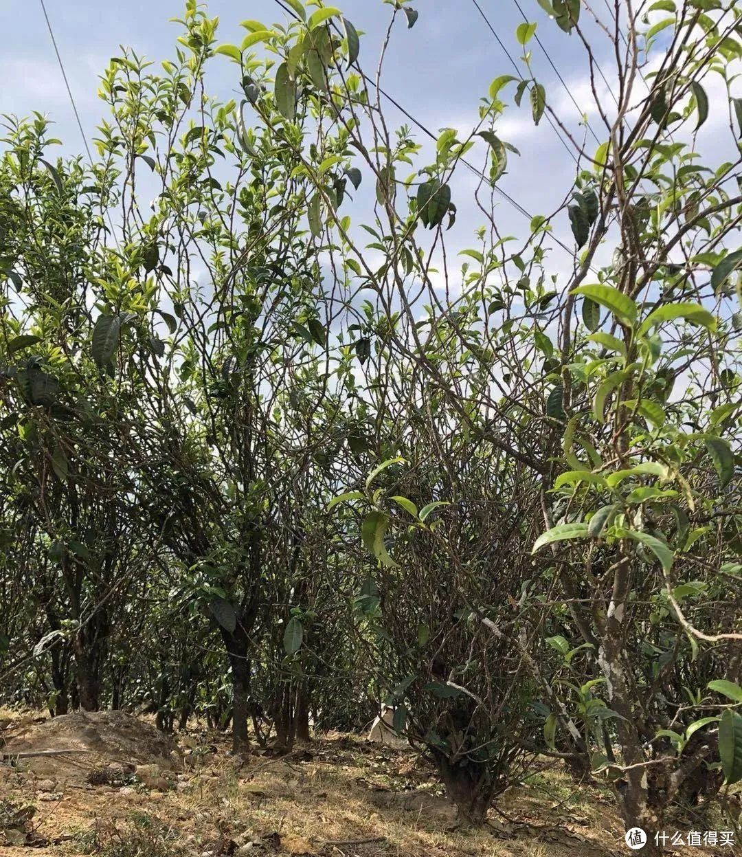 沧桑感十足的小勐峨古茶树