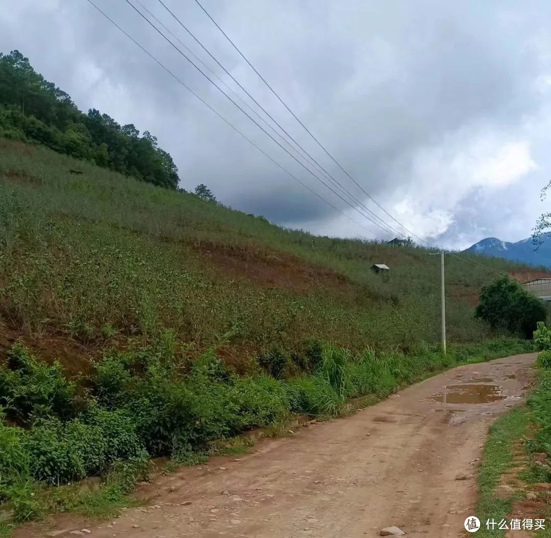 （小勐峨路边随处可见60-70年代种植的中小树茶园，植株不大，土壤裸露）