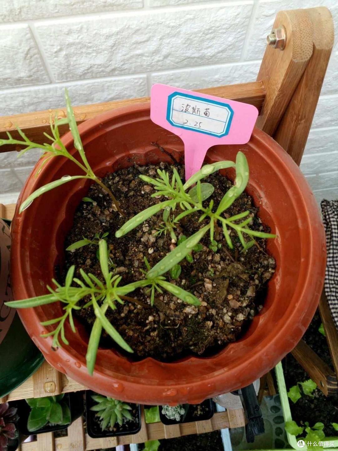 有院子就养3种花,长得到处都是,花期长颜色美,特别皮实好养活