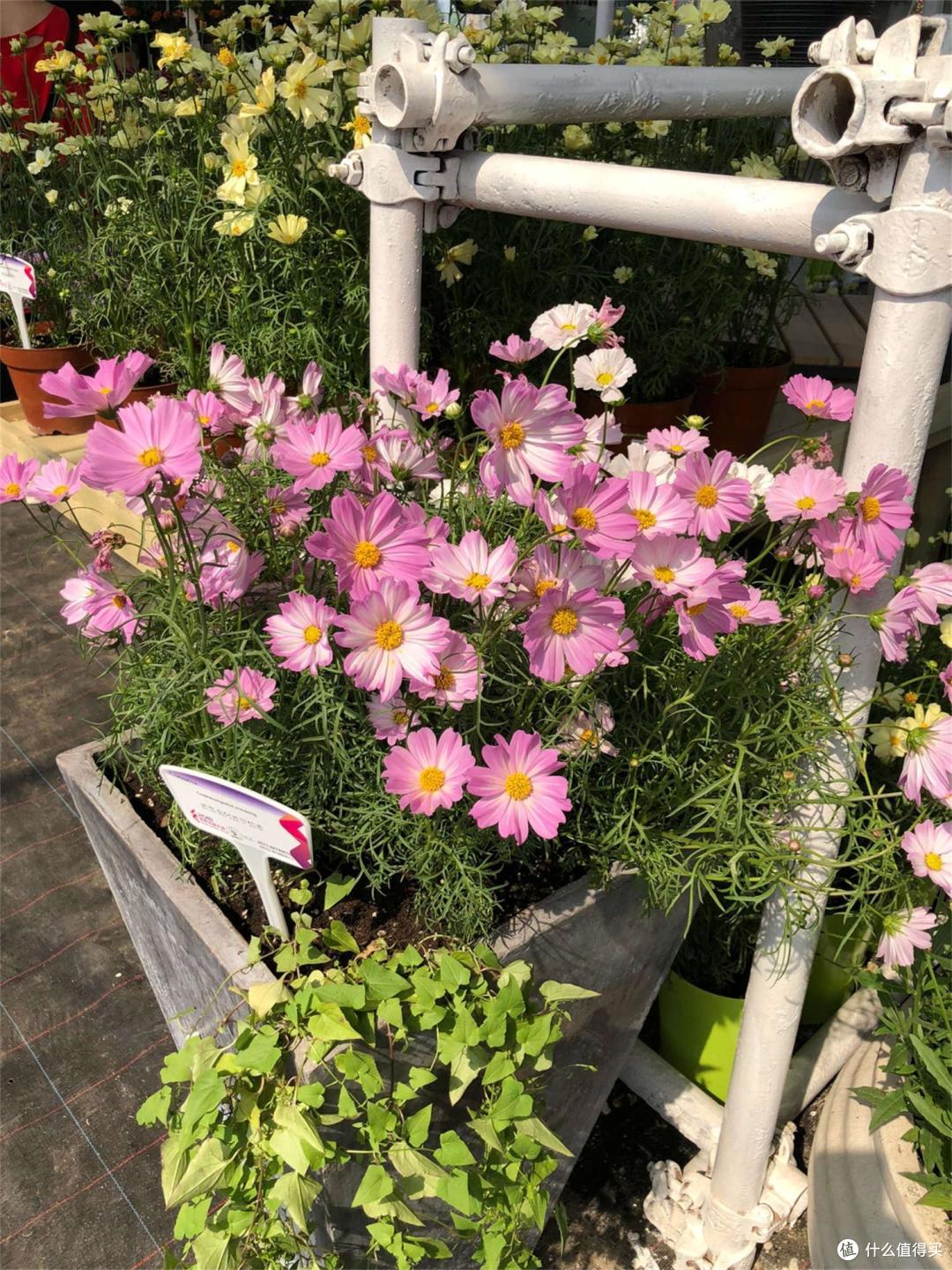有院子就养3种花,长得到处都是,花期长颜色美,特别皮实好养活