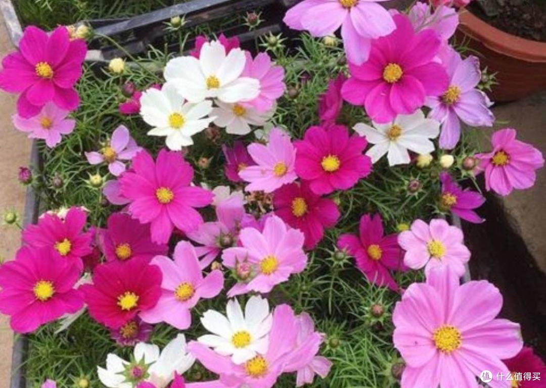 有院子就养3种花,长得到处都是,花期长颜色美,特别皮实好养活