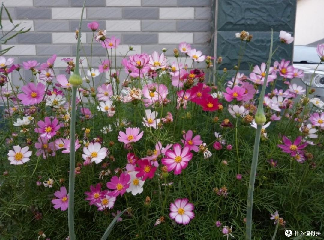 有院子就养3种花,长得到处都是,花期长颜色美,特别皮实好养活