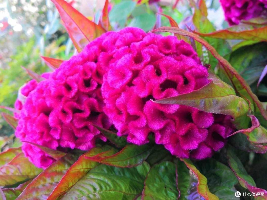 有院子就养3种花,长得到处都是,花期长颜色美,特别皮实好养活