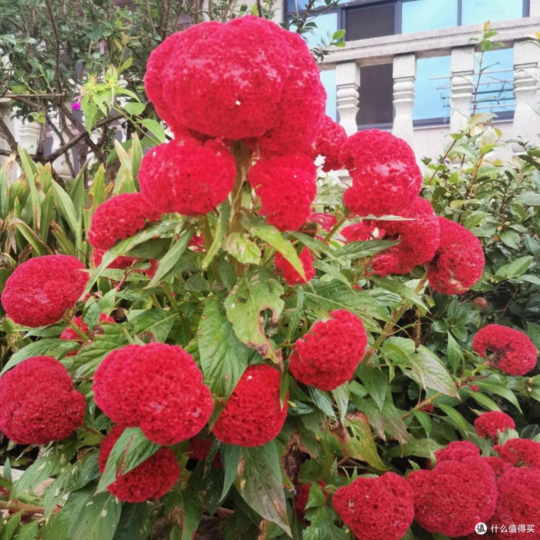 有院子就养3种花，长得到处都是，花期长颜色美，特别皮实好养活