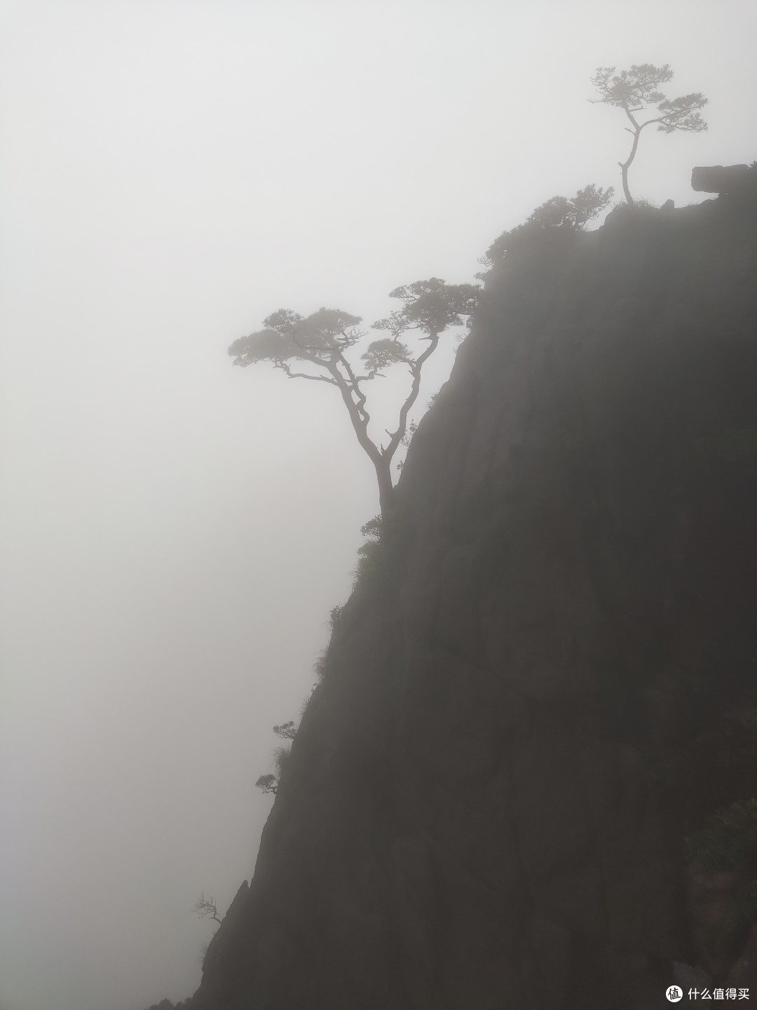 风姿绰约的顽强黄山松