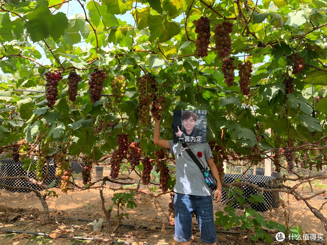 夏天去哪里？约上同学仔去摘葡萄吧。