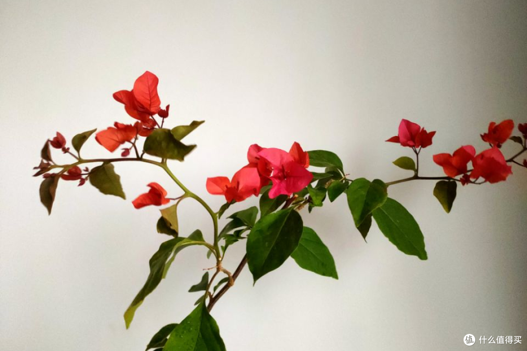 家里的花卉植物徒长、不开花?老花匠帮你找原因,亡羊补牢也不晚