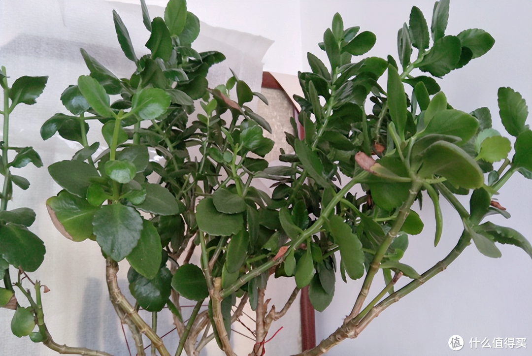 家里的花卉植物徒长、不开花?老花匠帮你找原因,亡羊补牢也不晚