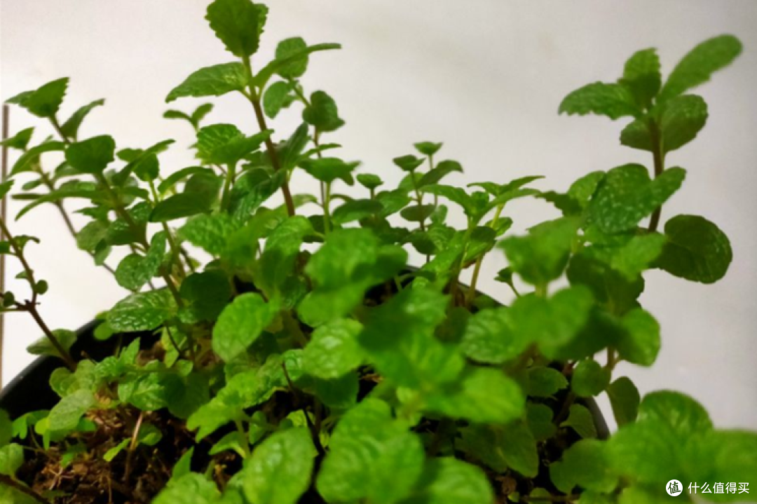 家里的花卉植物徒长、不开花?老花匠帮你找原因,亡羊补牢也不晚