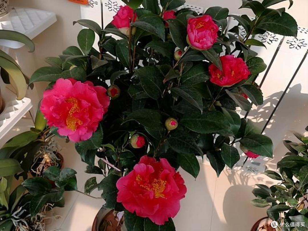家里再小,也要养4盆花,空气干干净净,病菌躲不见,好看更健康