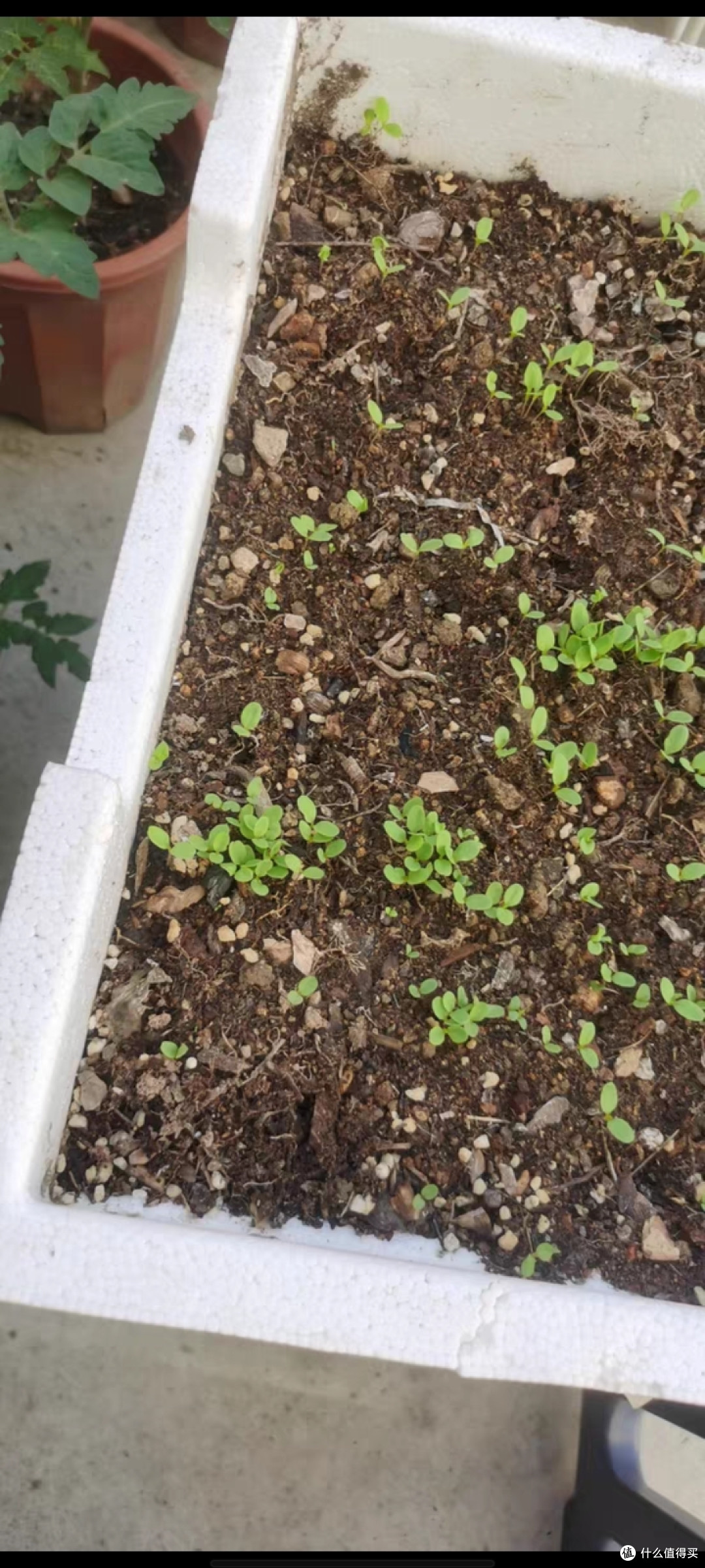 甜蜜的生活-种植的趣味