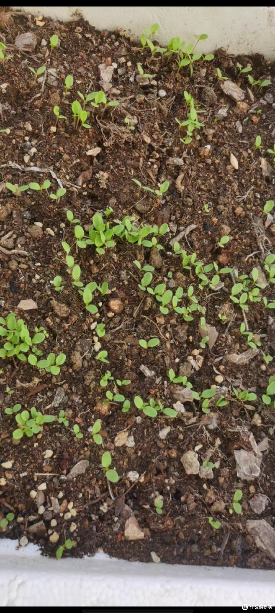 甜蜜的生活-种植的趣味