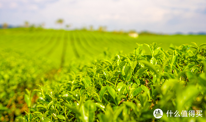 夏日特辑：纯茶饮料种草季