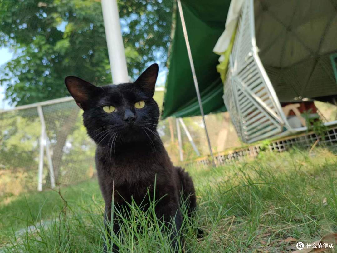 纯黑猫，也称为玄猫，雅称乌云/啸铁，辟邪镇宅，神兽一般的存在。 猫模特：曾火悦