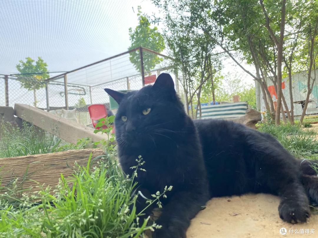 猫模特：赵河知