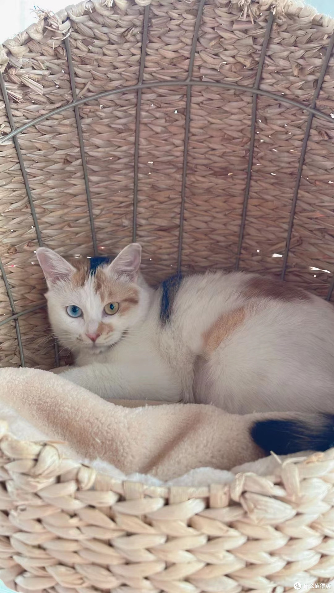 猫模特：别人家的猫