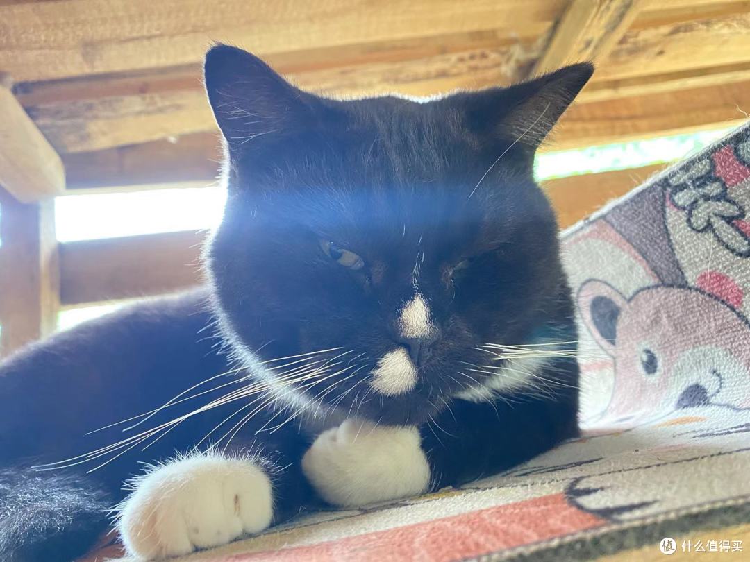 衔蝶，黑猫嘴上衔着白色，像咬着一只蝴蝶。 猫模特：周绝伦