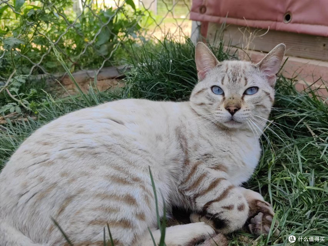 浅色虎斑，传说中的神兽—白虎  猫模特：余火高