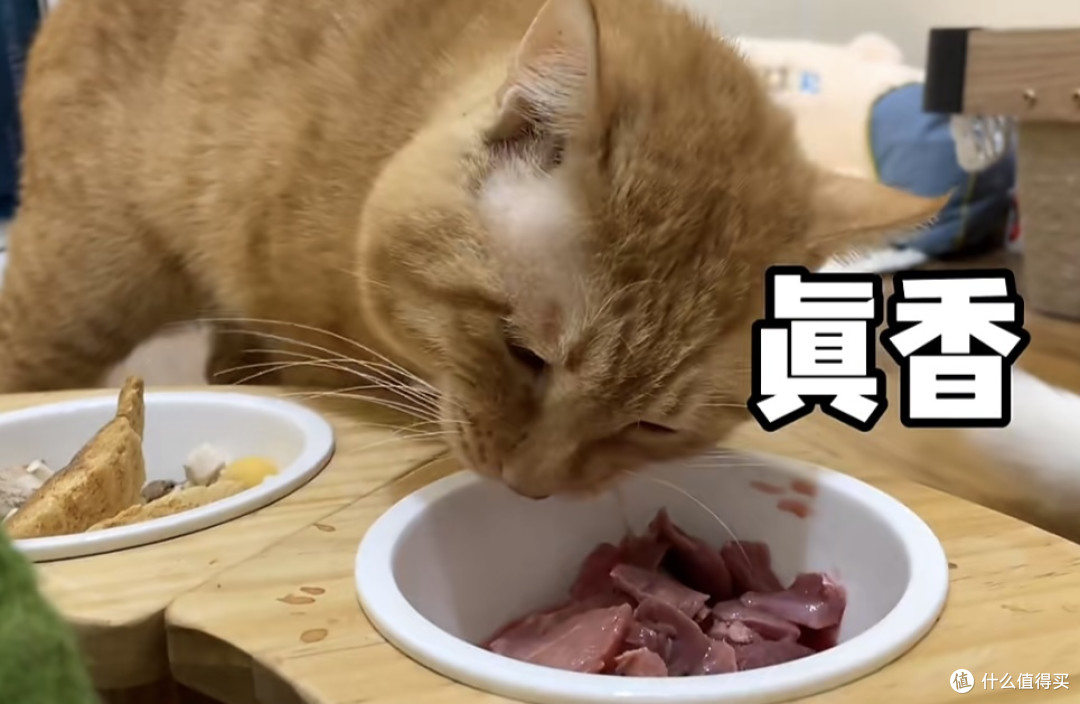 养猫咪必备好物推荐给大家