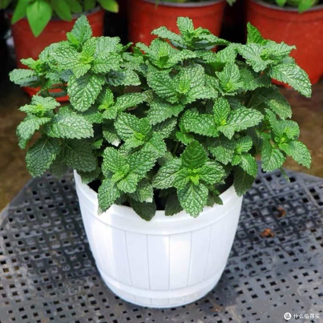 夏日绿植种植种类推荐:为炎炎夏日带来一丝清凉