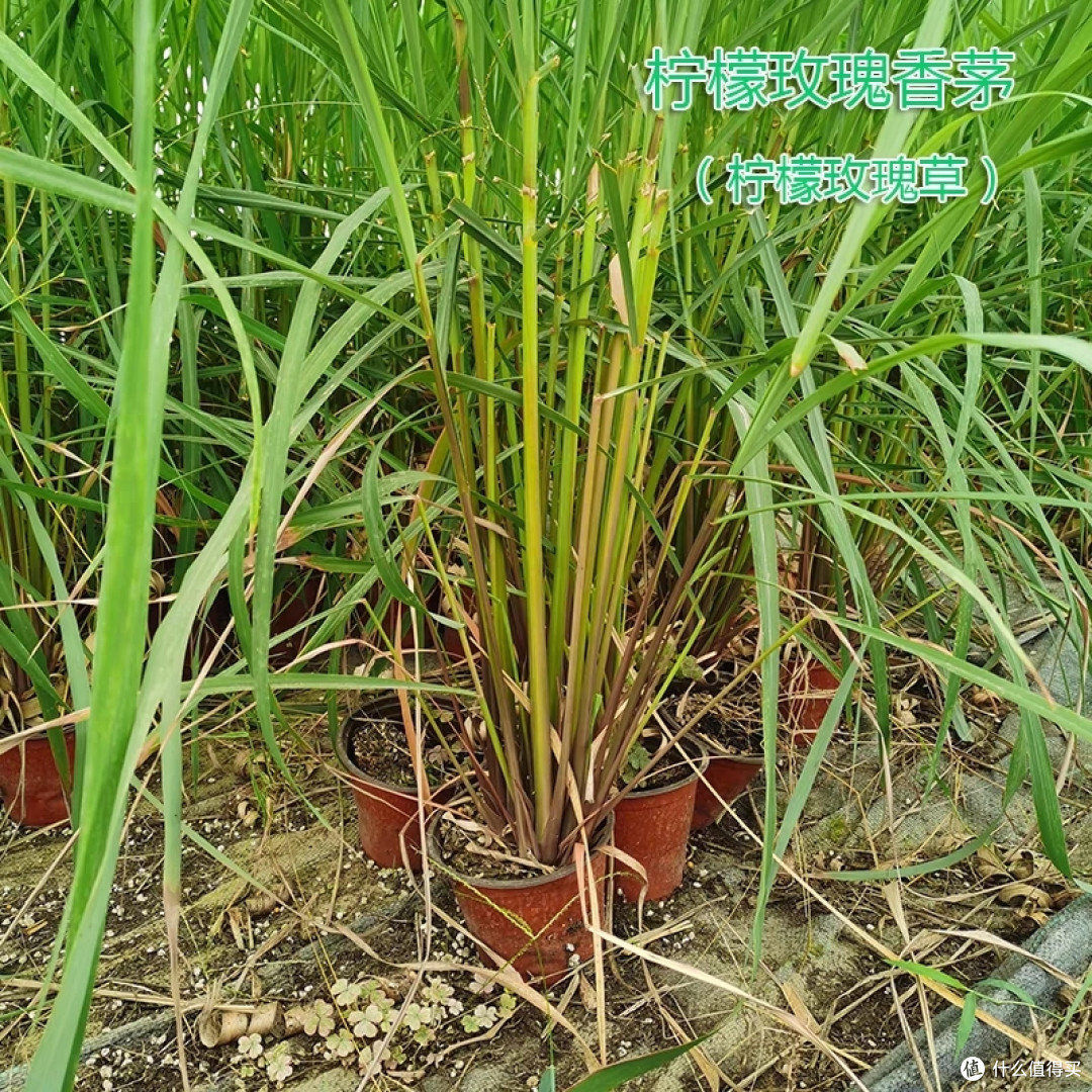 夏日绿植种植种类推荐:为炎炎夏日带来一丝清凉