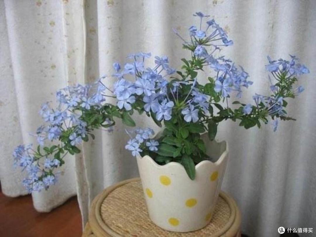 7月份，温度太热，7种花却反而容易扦插，沾土就生根，别错过