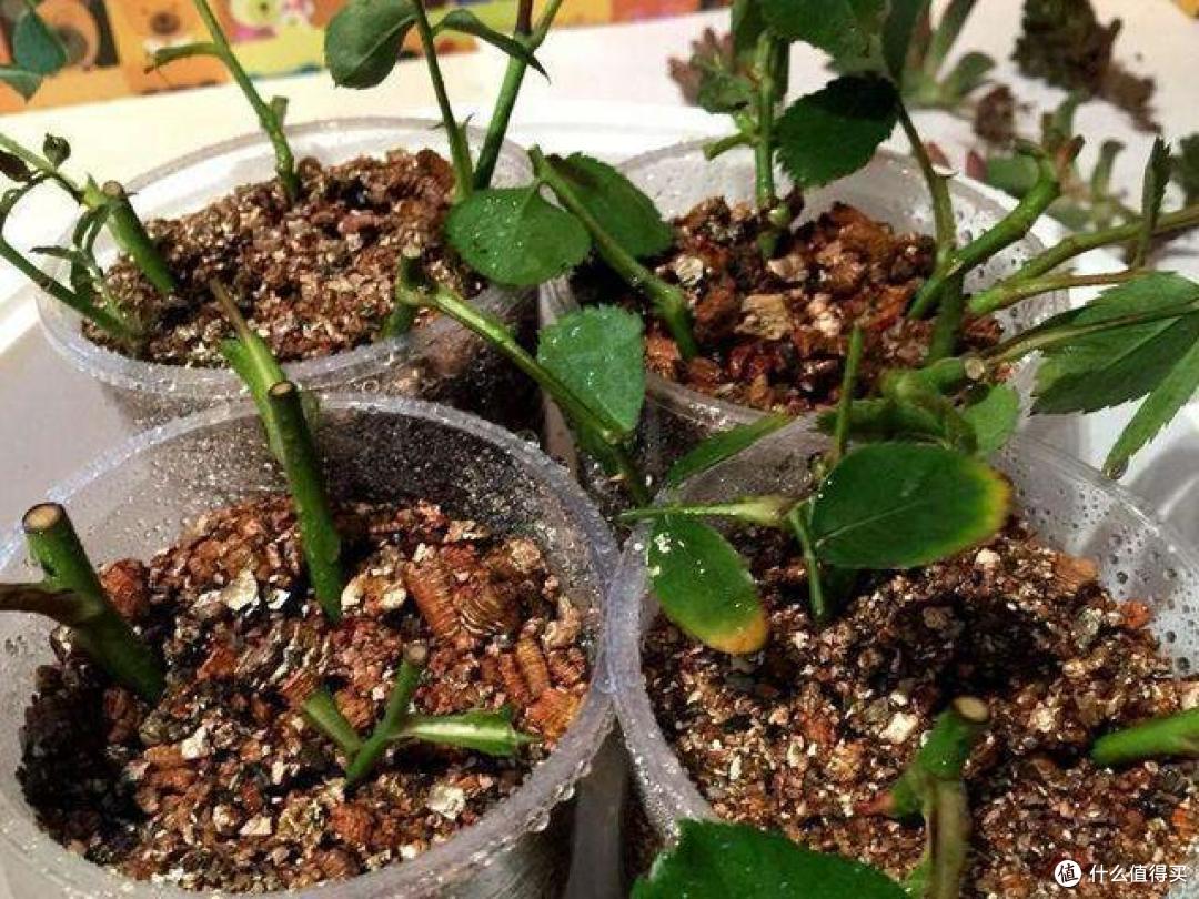 7月份，温度太热，7种花却反而容易扦插，沾土就生根，别错过