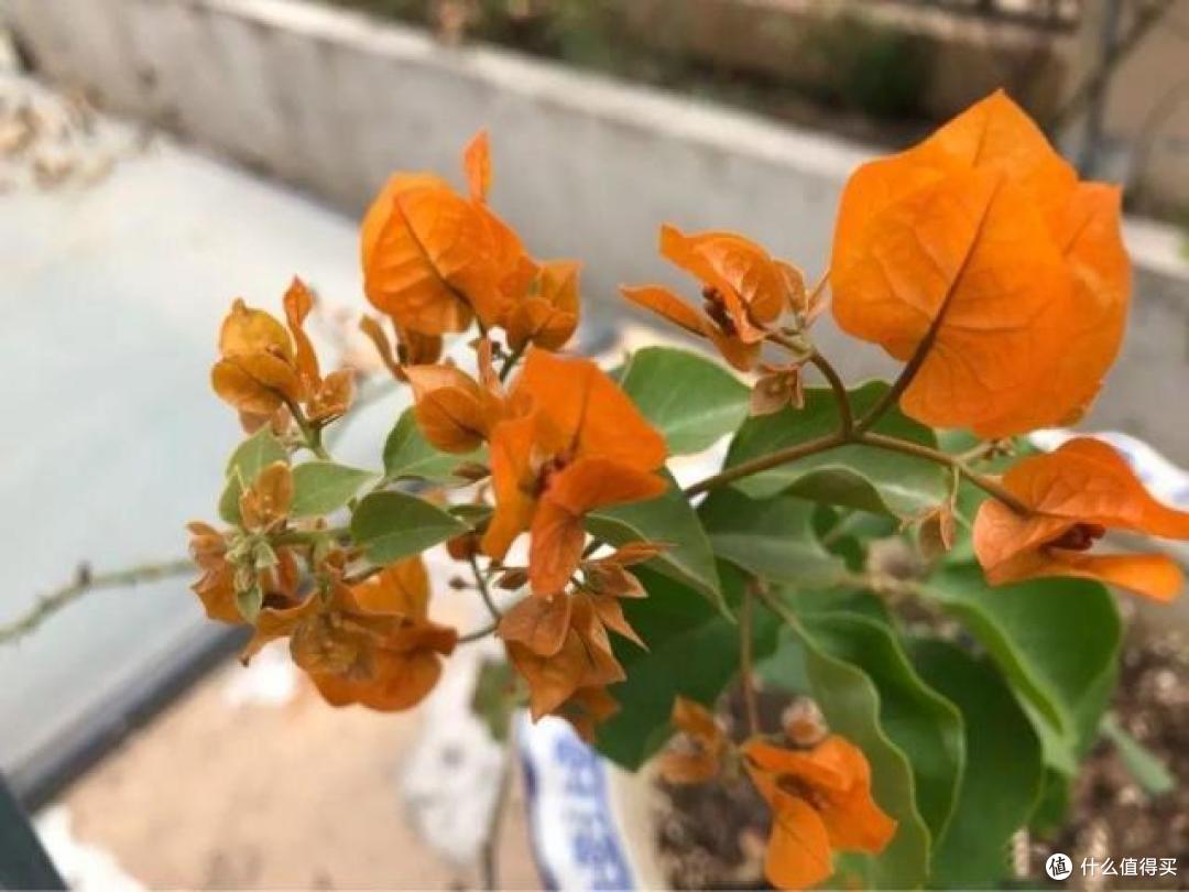 7月份，温度太热，7种花却反而容易扦插，沾土就生根，别错过