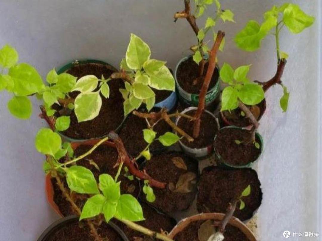 7月份，温度太热，7种花却反而容易扦插，沾土就生根，别错过
