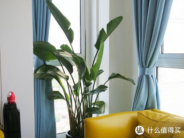 6种“耐荫花”，客厅“好搭档”，哪怕光线差，也能长势旺