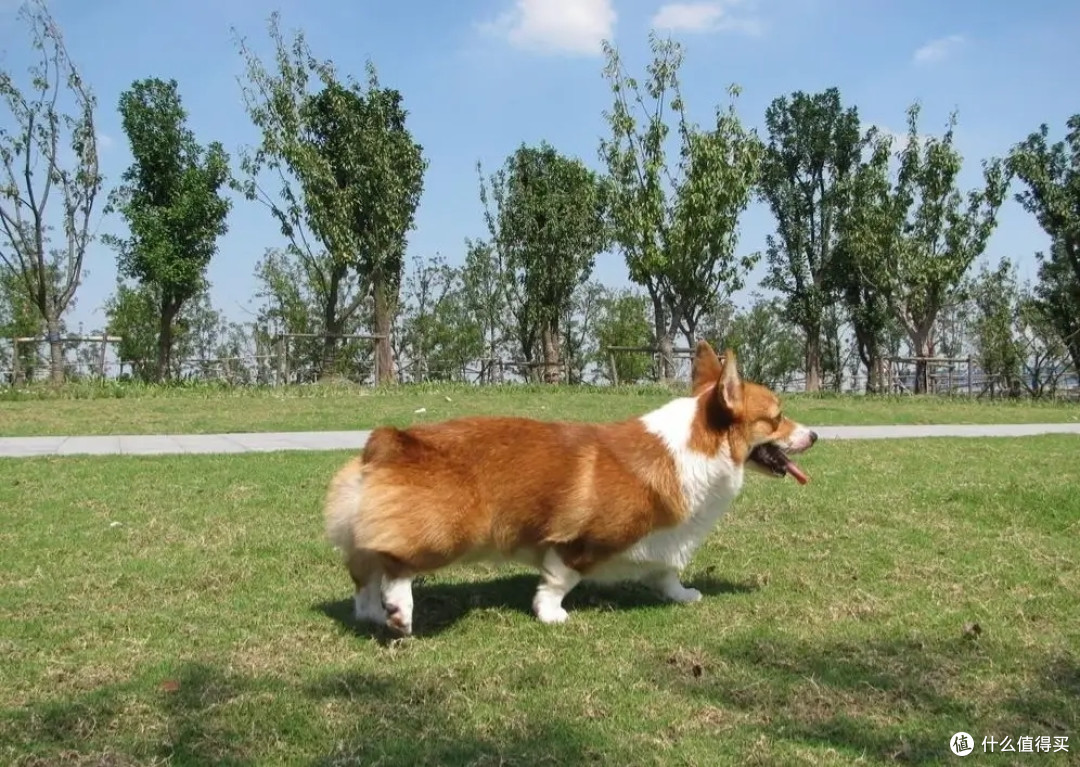 吃狗粮也要选年龄，狗狗多大可以吃狗粮