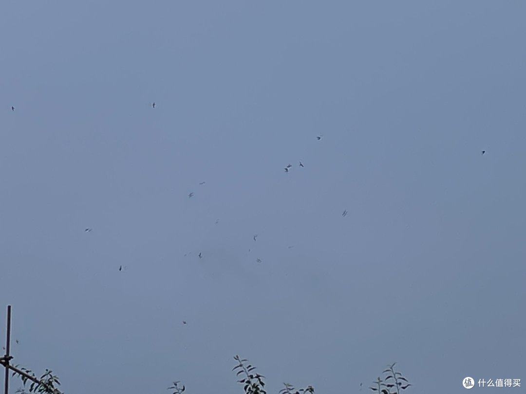 天空中盘旋的燕子