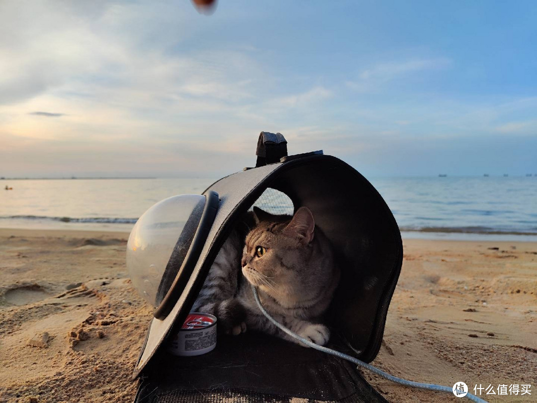 带着饱饱去海边：一只猫的旅游体验