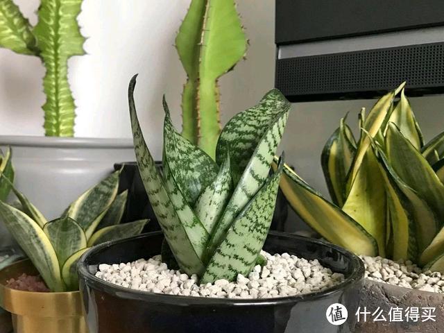 家里不能养虎皮兰?早点知道是环境的原因,方知“风水”不可信