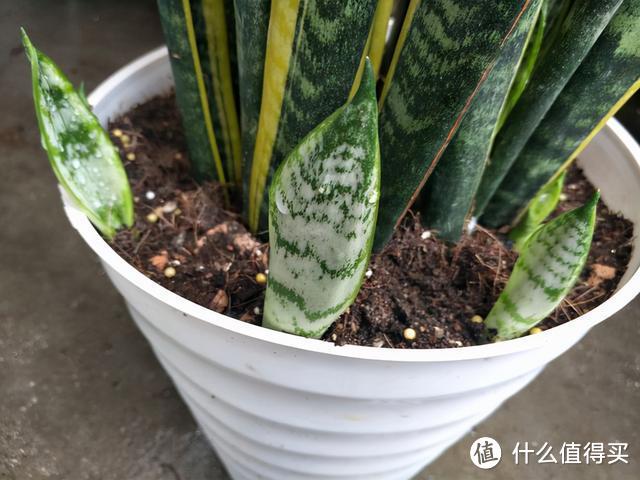 家里不能养虎皮兰?早点知道是环境的原因,方知“风水”不可信