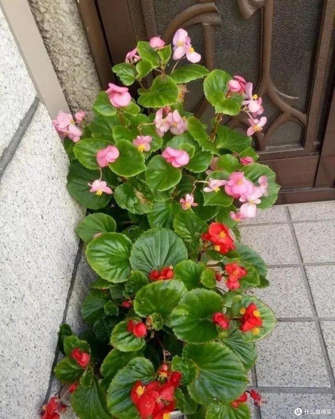 有“一种花”,红艳艳很喜庆,大夏天开花不断,表现真的太好了!