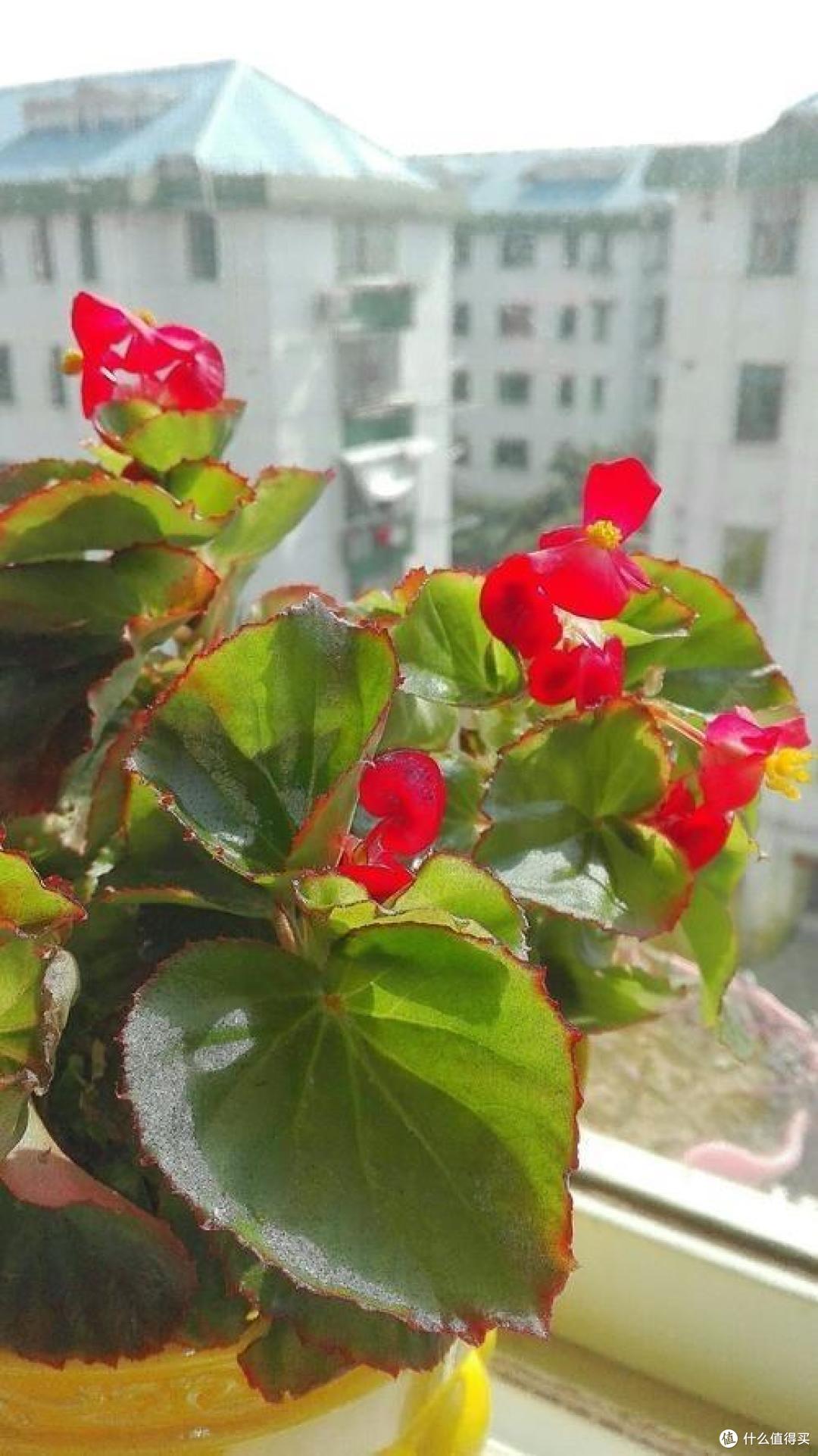 有“一种花”,红艳艳很喜庆,大夏天开花不断,表现真的太好了!