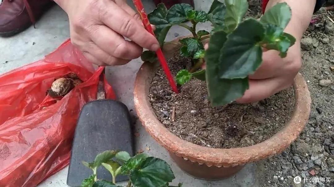 有“一种花”,红艳艳很喜庆,大夏天开花不断,表现真的太好了!