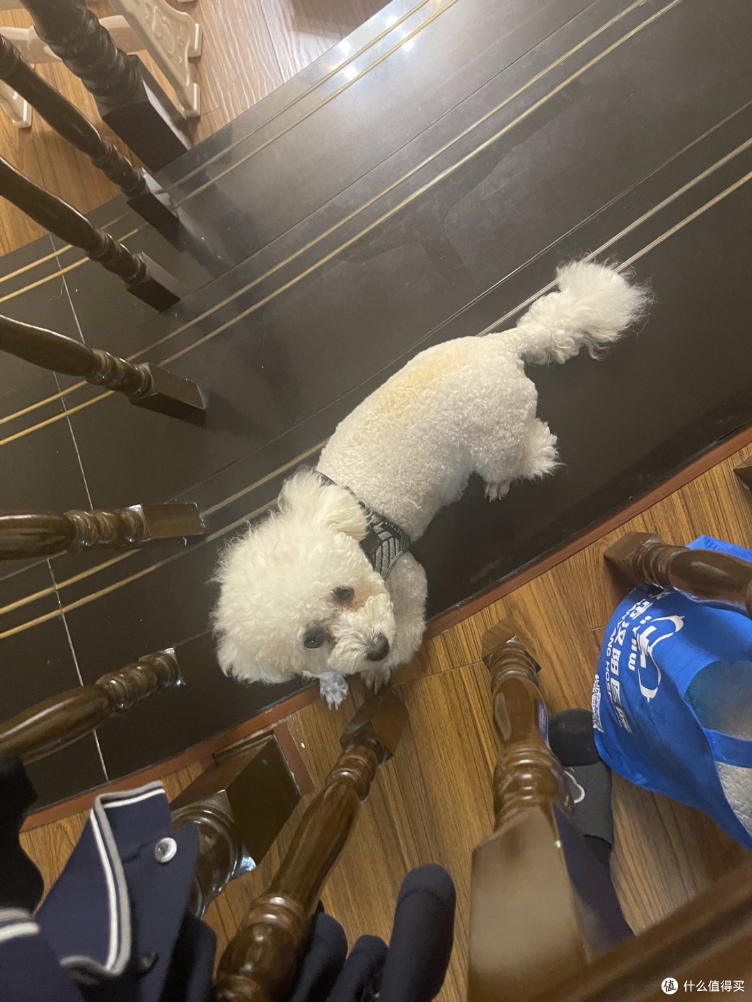 夏天我的狗子不爱吃饭,试试这款狗粮吧