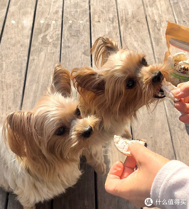 蝴蝶犬的 点心 Rice Snack FAM/糙米