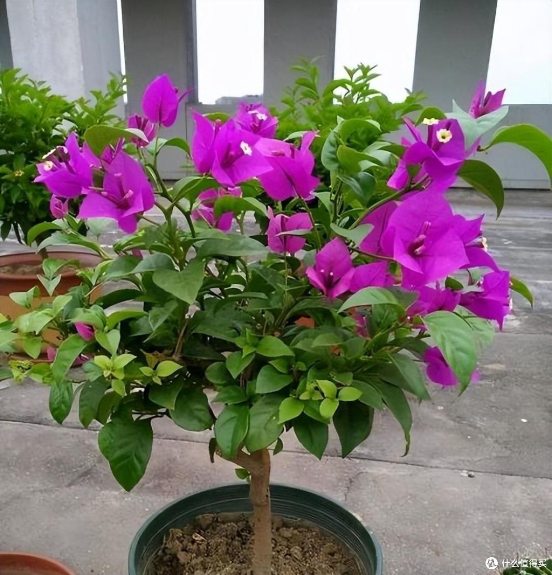 4种漂亮花,养阳台太合适了,色彩丰富,开花不停,美不胜收!