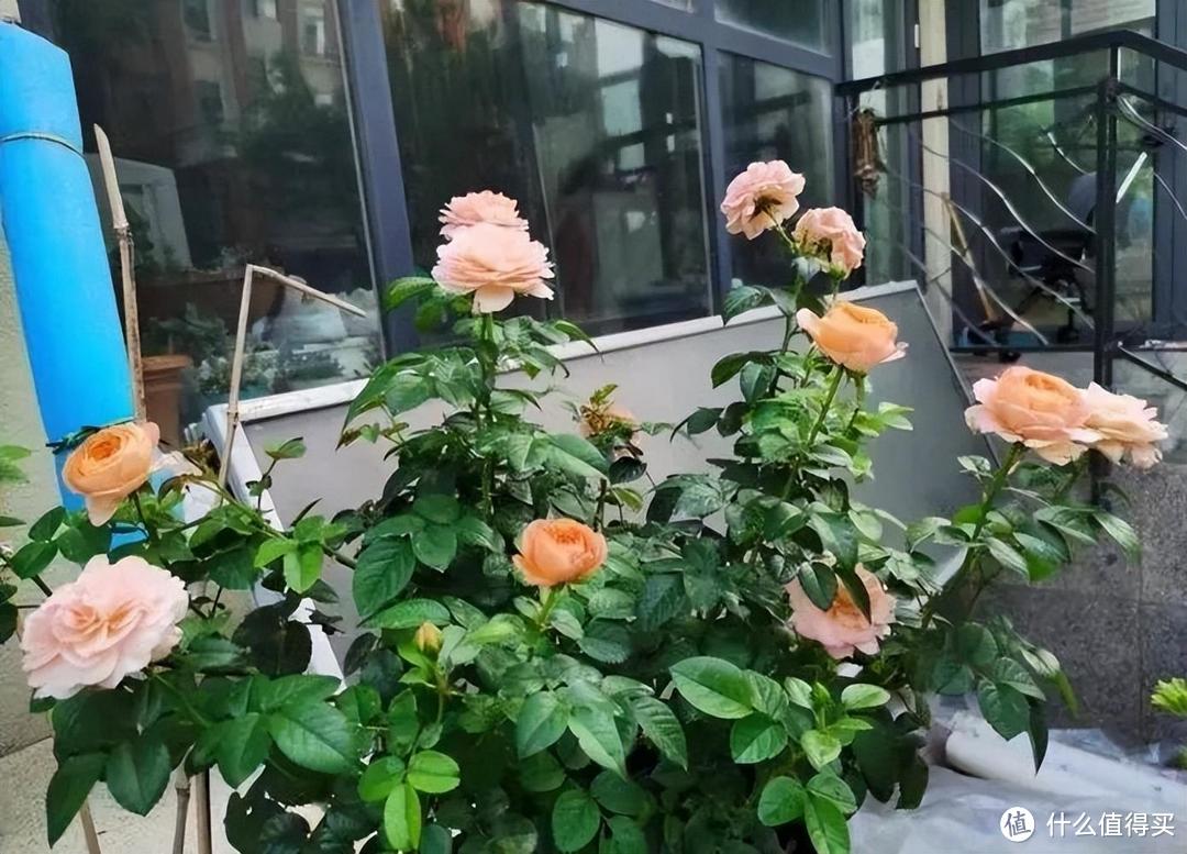 4种漂亮花,养阳台太合适了,色彩丰富,开花不停,美不胜收!