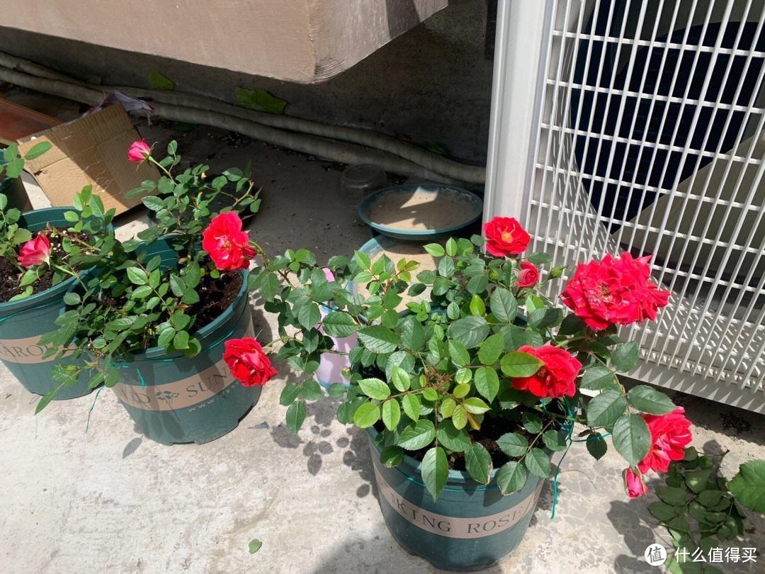 4种漂亮花,养阳台太合适了,色彩丰富,开花不停,美不胜收!