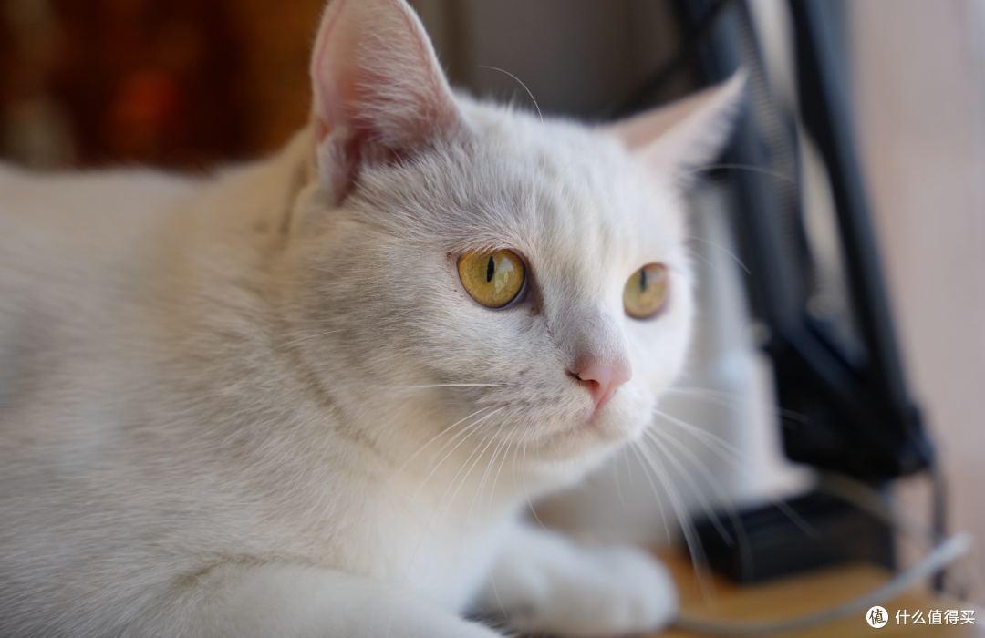 家里有猫主子的这些小物件都有吧?