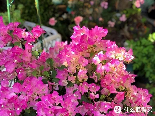 “小盆栽好花，大盆栽花花难开”，6种洋气花，要用小盆养才行