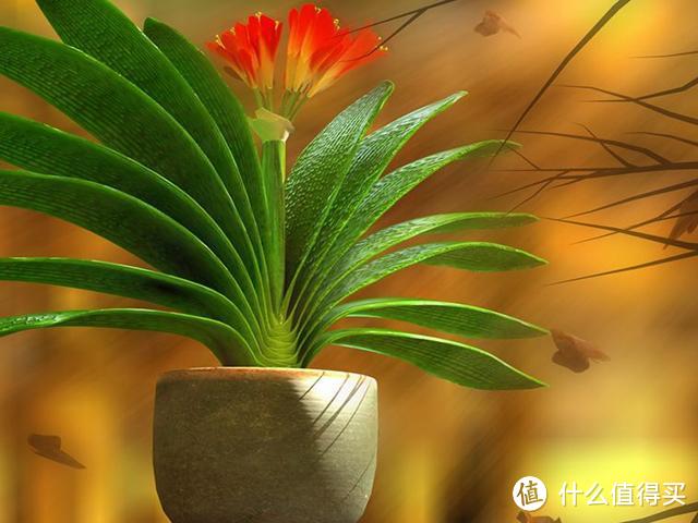 “小盆栽好花,大盆栽花花难开”,6种洋气花,要用小盆养才行