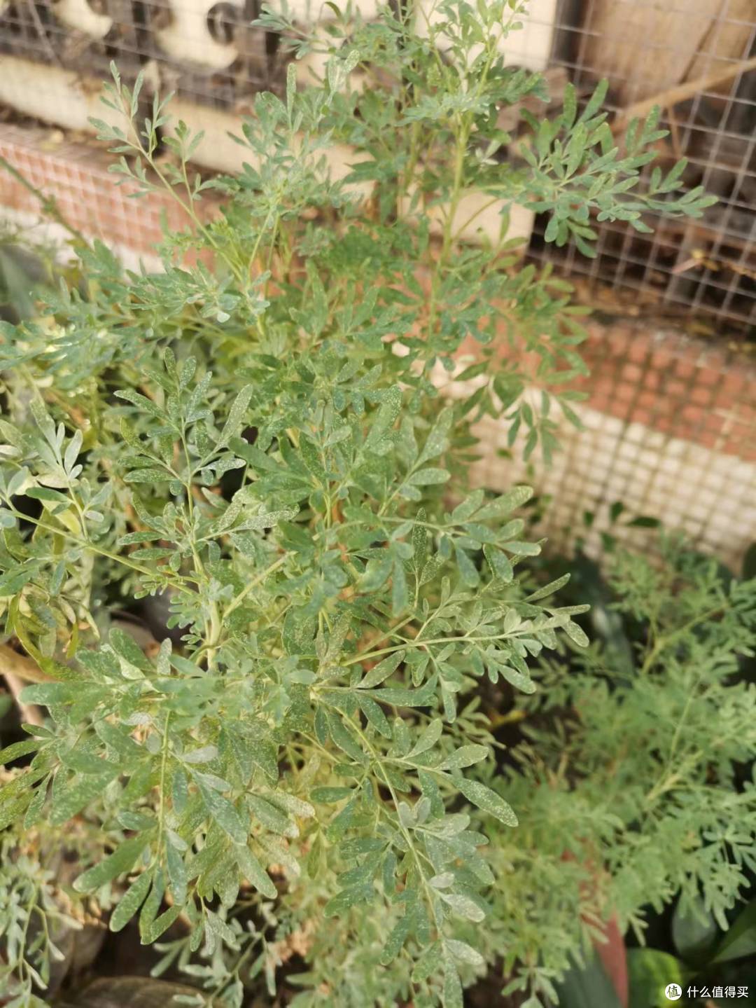 臭草是香草?介绍两种不是什么人都能接受的珠三角的香草。