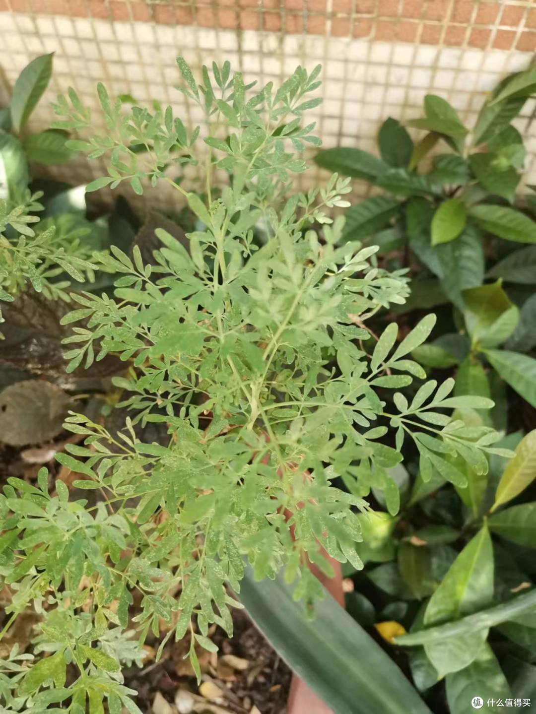 臭草是香草?介绍两种不是什么人都能接受的珠三角的香草。