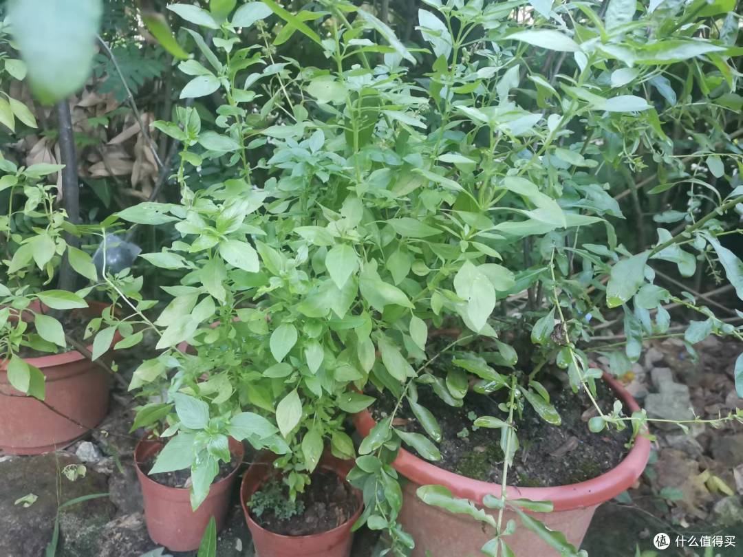 臭草是香草?介绍两种不是什么人都能接受的珠三角的香草。