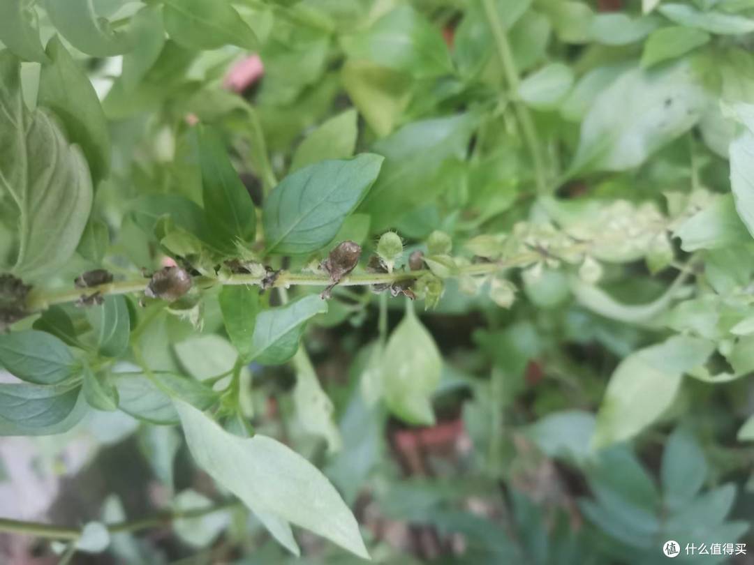 臭草是香草?介绍两种不是什么人都能接受的珠三角的香草。
